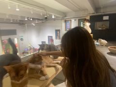 -more than meow吴止猫主题餐厅(承德 中船汇店)