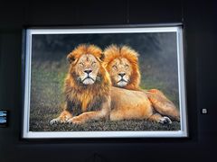 -罗红摄影艺术馆