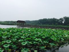 iphone_upload_pic-溱湖国家湿地公园