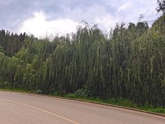 -长虫山生态公园风景林