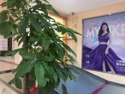 -深圳美莱医疗美容医院