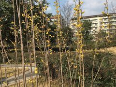 -沙河三洞古桥公园
