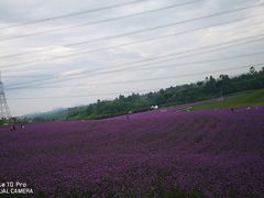 -紫颐香薰山谷景区