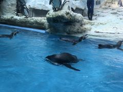 -帝企鹅自助餐厅•儿童岛•真企鹅(长隆企鹅酒店)