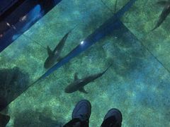 -暹罗海洋世界