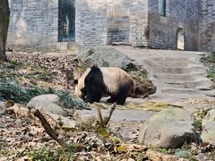-都江堰中华大熊猫苑