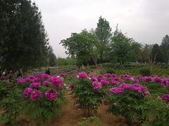-济南植物园