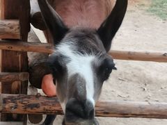 -泉州海丝野生动物世界
