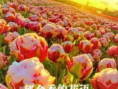 -库肯霍夫公园