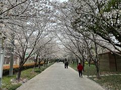 -高东镇樱花园