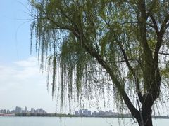 -金鸡湖桃花岛