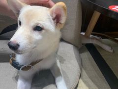 -逗柴咖啡屋·狗咖猫咖宠物桌游