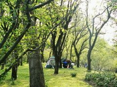 -上海共青森林公园