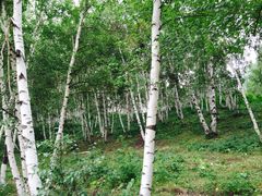 -塞罕坝国家级自然保护区