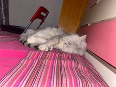 -瑞鹏宠物医院·爱宠堂·骨外专科(西荷分院)