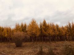 -塞罕坝国家级自然保护区