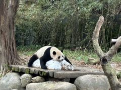 -广州长隆野生动物世界