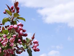 -长白岛森林公园