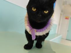 -怪兽屋·羊驼·猫咖·狗咖(俊华广场店)