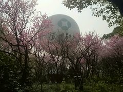 -金鸡湖桃花岛