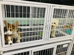 -FAELING PETS美天灵宠物(富力广场店)