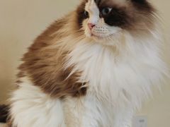 -滚猫咖啡·猫咖·猫友好撸猫(未来城店)