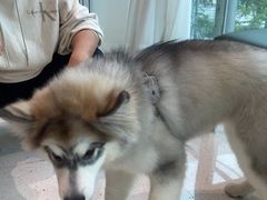 -帕帕拉兹宠物(亚洲旗舰店)