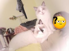 -伟伟宠物医院·瑞派猫友好医院·猫科(光谷店)