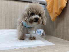 -北京观赏动物医院·24小时大型综合·猫专科·异宠专科