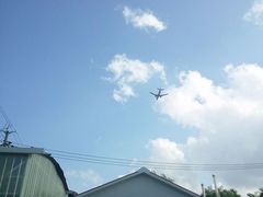 -龙大花卉苗木市场