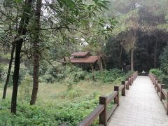 -铁山坪森林公园