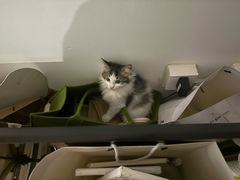-中农国际动物医院24小时·猫科·骨科·急重症中心