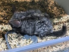-babydoll猫舍·米努特·德文·缅因(久光中心店)