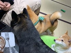 -逗柴咖啡屋·狗咖猫咖宠物桌游