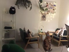 -豆老板的猫咖啡(碑林博物馆店)