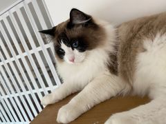 -Catmate·猫肥家润(金润铂宫店)