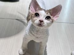 -momokira米努特·德文卷毛猫·棉花面纱犬