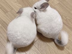 -春满园·早茶·粤菜·宴会(前海店)