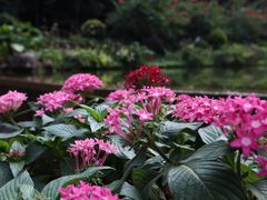-深圳仙湖植物园-停车场