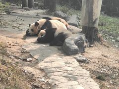 -都江堰中华大熊猫苑