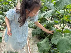 -苏州太湖西山岛开心农场