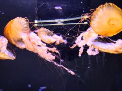 -成都浩海立方海洋公园