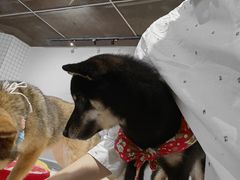 -柴务处·柴犬主题狗咖