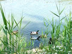 -合肥滨湖国家森林公园