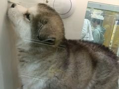 -观音桥步行街