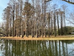 -上海共青森林公园