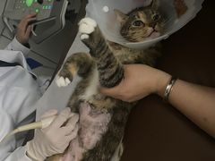 -达爱动物医院·犬猫分区·CT·复杂眼科(远洋山水分院)