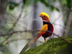 -广元唐家河嘉怡客栈