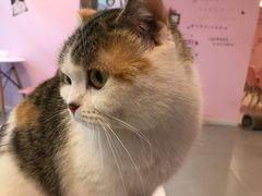 -三花喵·撸猫购宠·宠物生活馆(虹桥南丰城店)