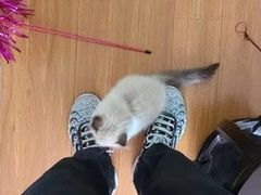 -欣宠猫屋·矮脚拿破仑·蓝金金渐层